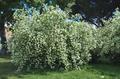 Philadelphus coronarius